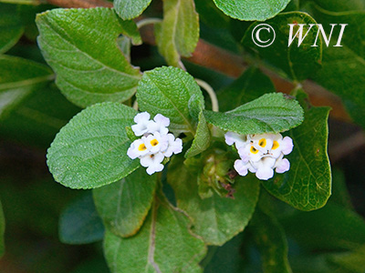 Bahama Sagebrush (Lantana demutata)